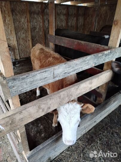 Коровы дойные молочные стельные