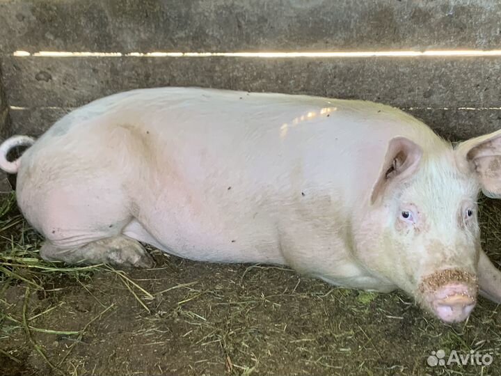 Мясо свинина домашняя