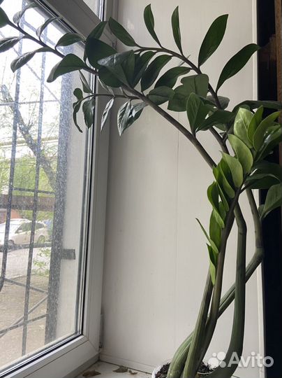 Замиокулькас большой