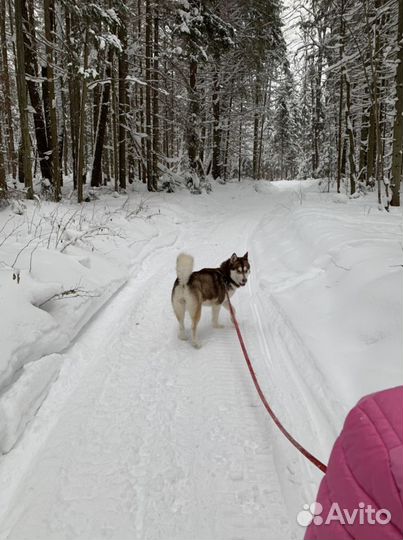 Выгул собак