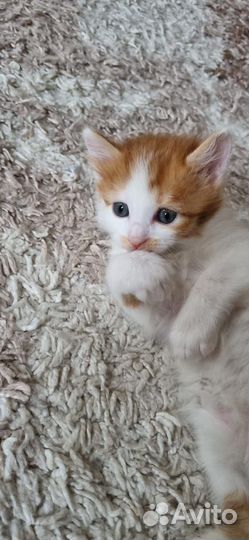 Отдамкотят