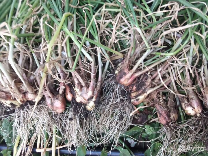 Лук многолетний