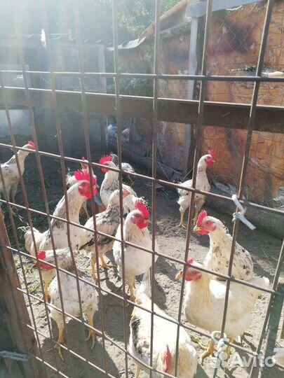 Молодые петухи