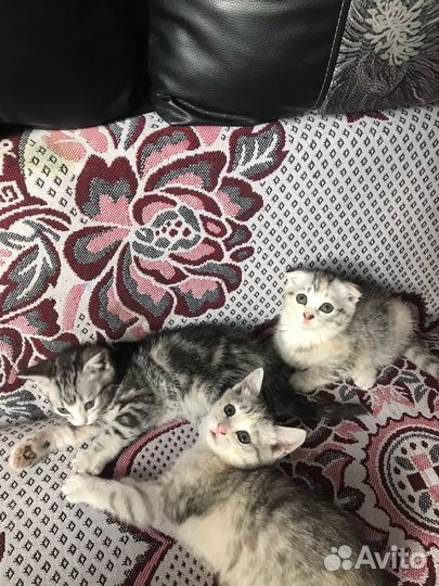 Котята в добрые ручки