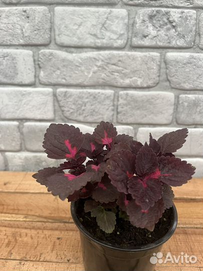 Кустовые розы саженцы