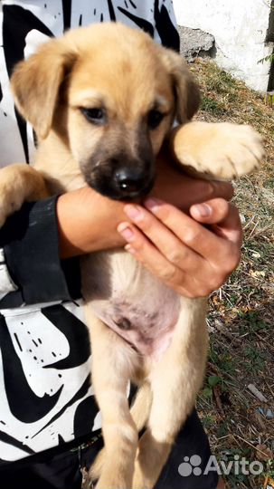 Отдам щенков в добрые руки бесплатно