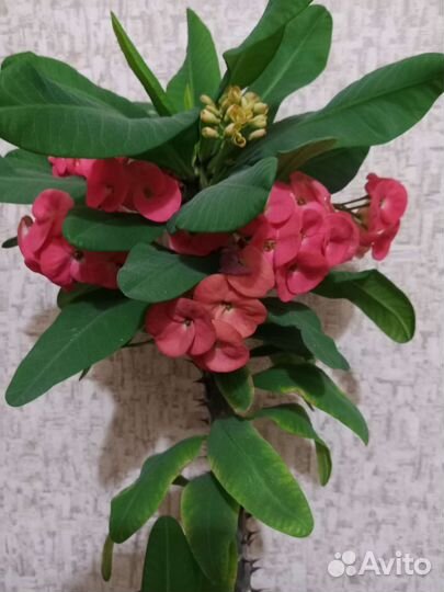 Пахистахис, Молочай Миля