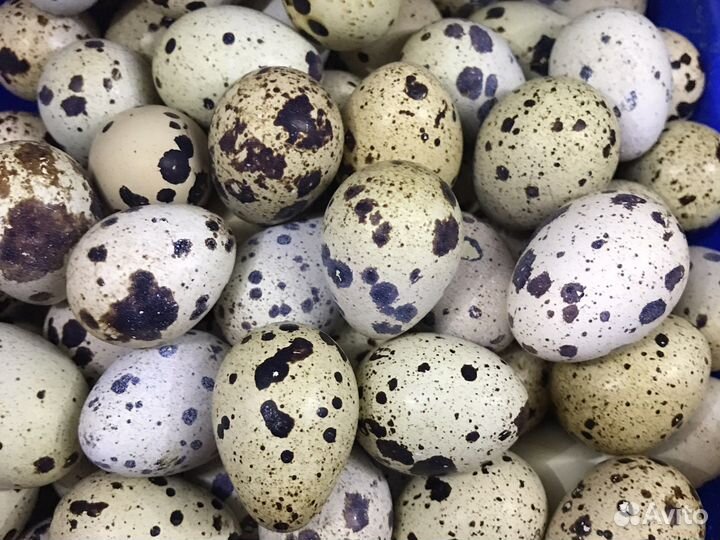 Яйца Перепелиные, Куриные