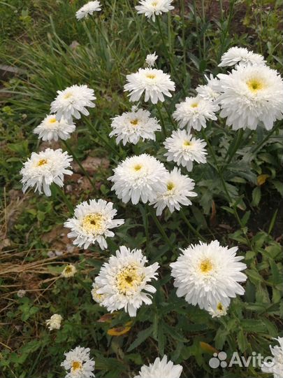 Лилейники, анемона, ромашка фр