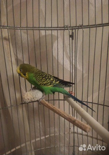 Волнистый попугай с клеткой