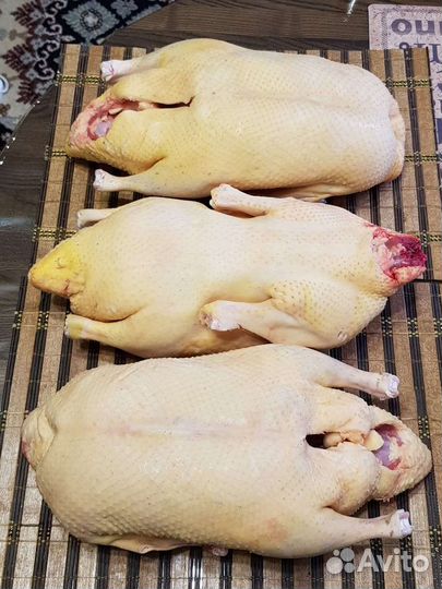 Утки, Куры, Гуси