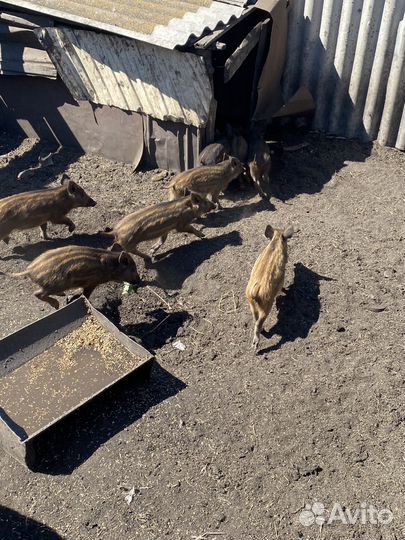 Поросята дикого кабана