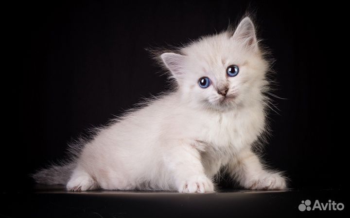 Котята