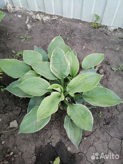 Хоста растение