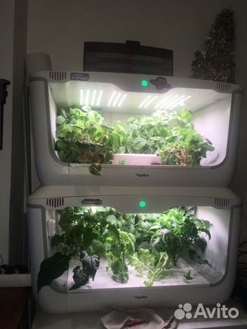 VegeBox H-Box