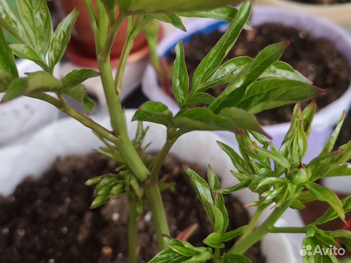 Отростки пиона