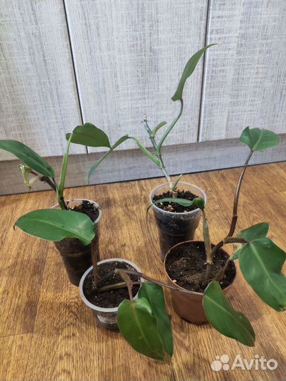 Филодендрон краснеющий