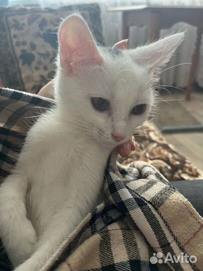 Котенок в добрые руки