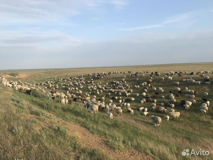 Овцы ягнята