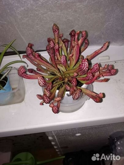 Хищные растения