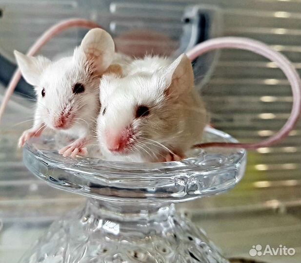 Сатиновые мыши