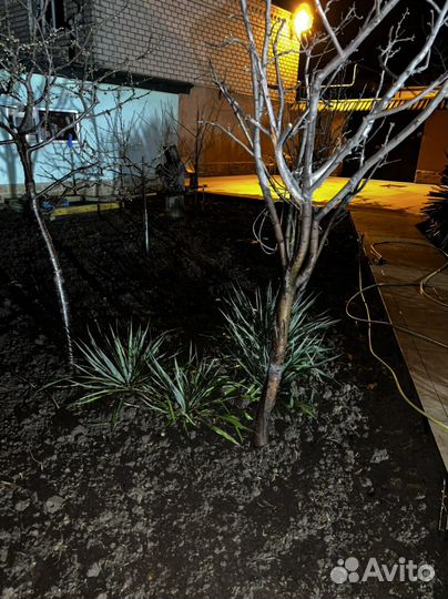 Пальма юкка