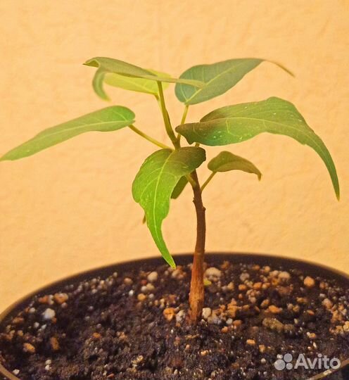 Фикус Священный эдем