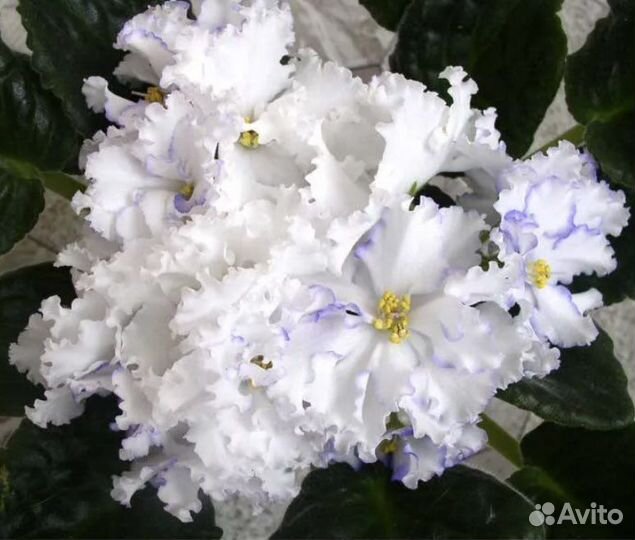 Фиалка сортовая