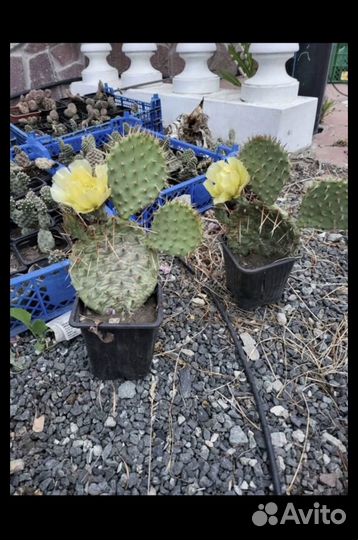 Кактусы уличные декоративные (Доставка бесплатная)