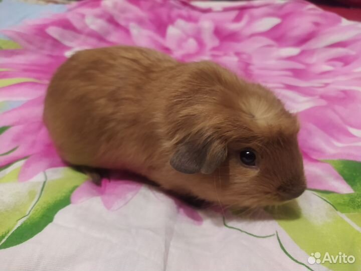 Морские свинки мальчики