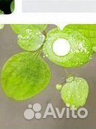 Растение для аквариума