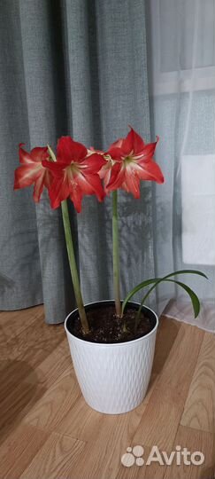 Гиппеаструм амариллис луковицы