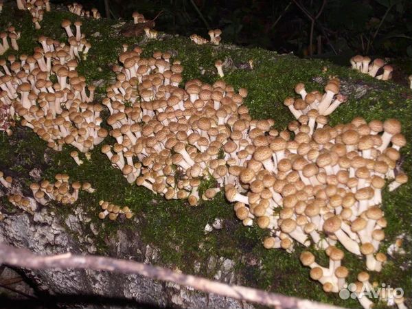 Грибы опята свежие 13.10