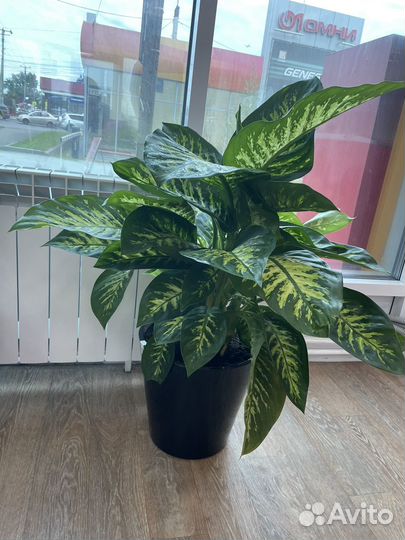 Комнатные растения цветы