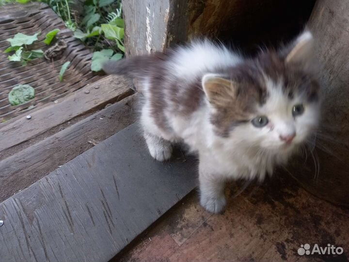 Котята в добрые руки два мальчика