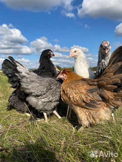 Куры Доминант