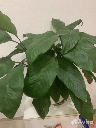 Спатифиллум