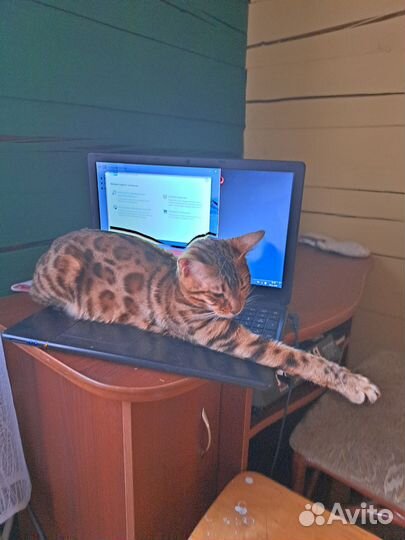 Бенгальская кошка