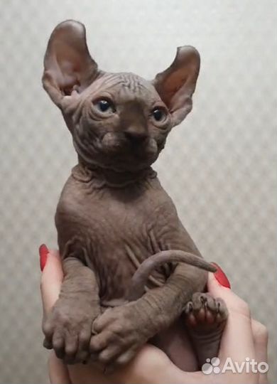 Канадский сфинкс эльф котенок