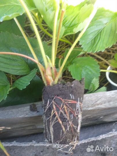 Саженцы клубники Черный принц