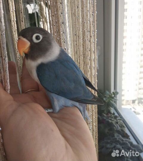 Попугаи неразлучники (Масковые синие, фишера)