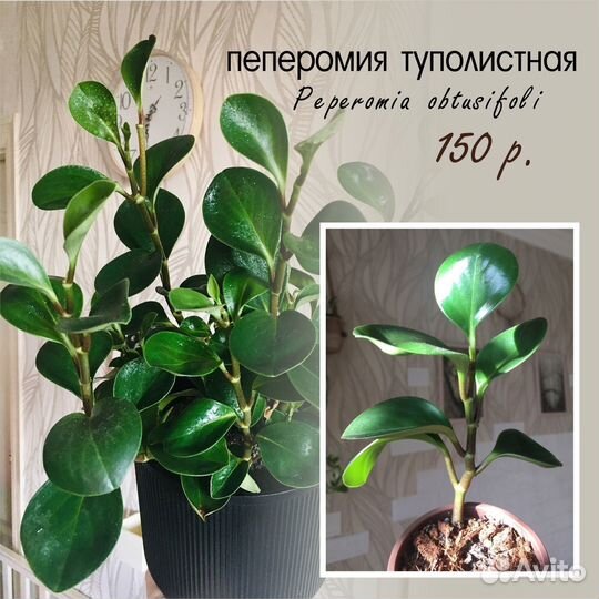 Кактусы и суккуленты и др