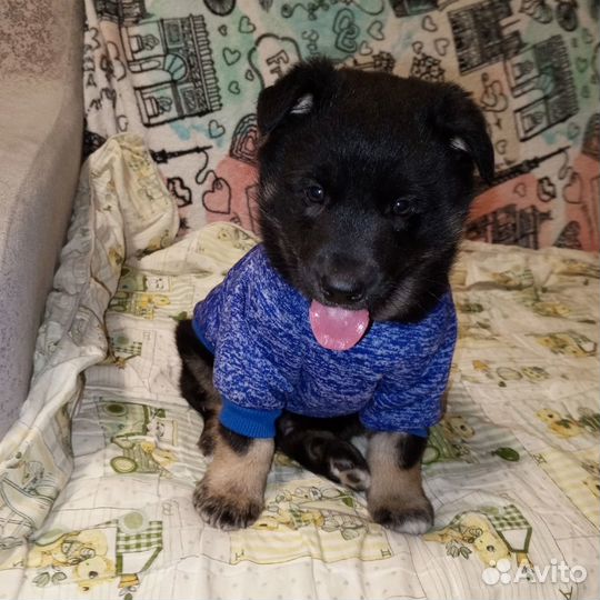 Айрон в дар