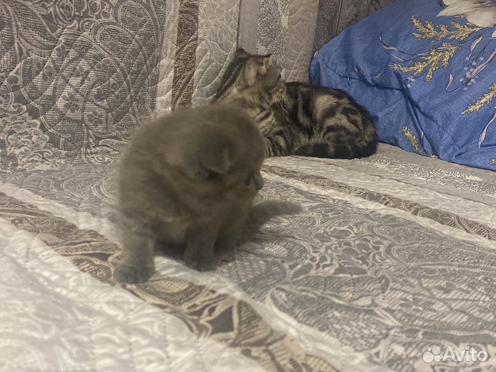Британская вислоухая кошечка