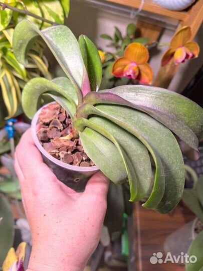 Орхидея фаленопсис Ирен Добкин