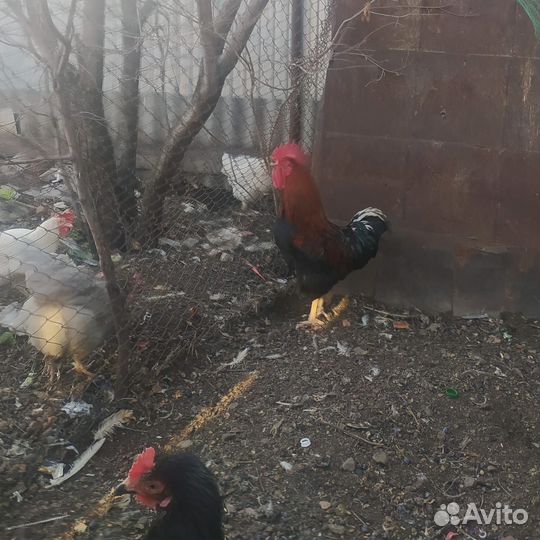 Куры петухи