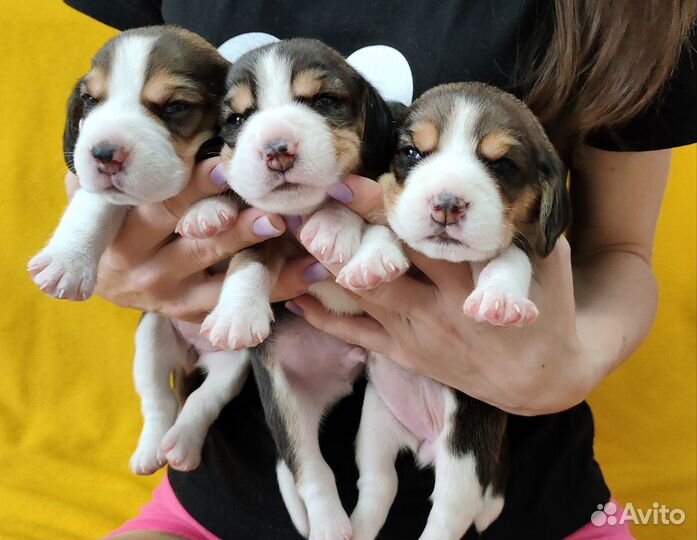 Щенки бигль