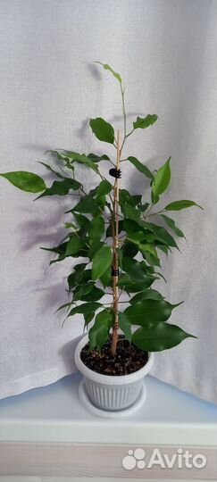 Сортовые фикусы