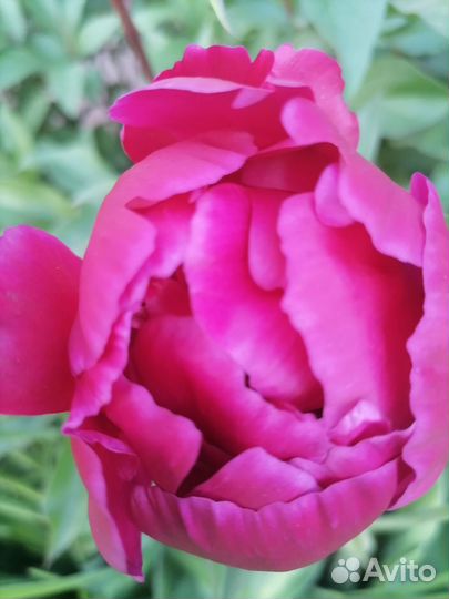 Пионы бутоны