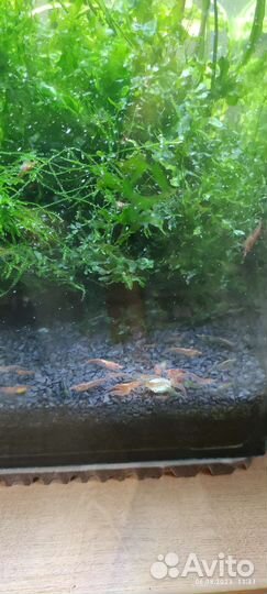 Аквариум с креветками